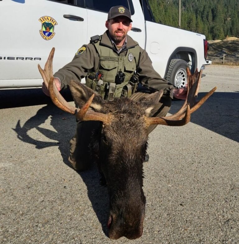 moose_head_officer